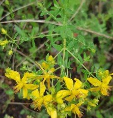 Hypericum Perforatum ( Sarı Kantaron ) Fidanı