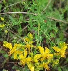Hypericum Perforatum ( Sarı Kantaron ) Fidanı bol çiçekli 120 cm