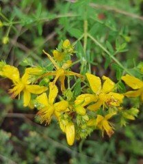 Hypericum Perforatum ( Sarı Kantaron ) Fidanı bol çiçekli 120 cm