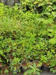 Kivi Actinidia Arguta Ken's Red 20-40 cm