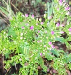 Centaurium Erythraea ( Kırmızı Kantaron ) Fidanı