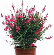 Gavura çiçeği (Gaura Lindheimeri) Beyaz Çiçekli