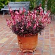 Gavura çiçeği (Gaura Lindheimeri) Beyaz Çiçekli