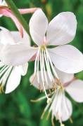 Gavura çiçeği (Gaura Lindheimeri) Beyaz Çiçekli
