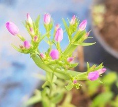 Centaurium Erythraea ( Kırmızı Kantaron ) Fidanı