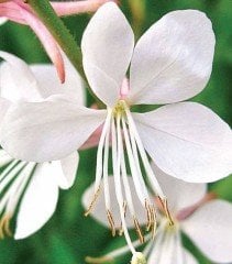 Gavura çiçeği (Gaura Lindheimeri) Beyaz Çiçekli