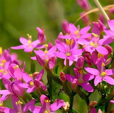 Centaurium Erythraea ( Kırmızı Kantaron ) Fidanı