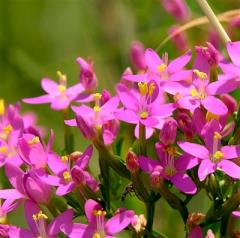 Centaurium Erythraea ( Kırmızı Kantaron ) Fidanı