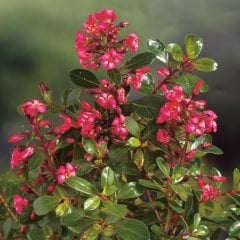 Eskalonya - Escallonia Pride Of Donard Fidanı, İthal 50 cm Boy