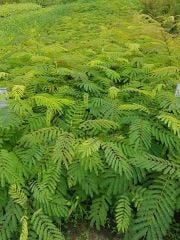 Gülibrişim Fidanı 80-120 cm