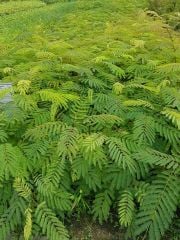 Gülibrişim Fidanı 80-120 cm