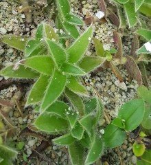 Tradescantia Somaliensis (Cyanotis somaliensis)-Telgraf Çiçeği