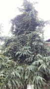 Cedrus Deodora Himalaya Sediri Fidanı 50 cm