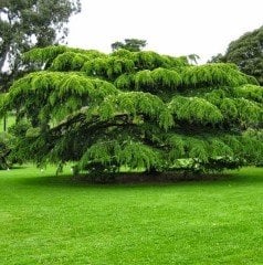Cedrus Deodora Himalaya Sediri Fidanı 50 cm