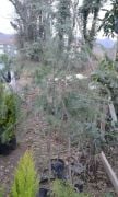 Cedrus Deodora Himalaya Sediri Fidanı 50 cm
