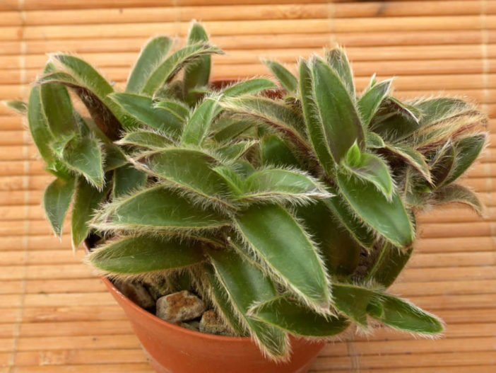 Tradescantia Somaliensis (Cyanotis somaliensis)-Telgraf Çiçeği