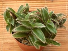 Tradescantia Somaliensis (Cyanotis somaliensis)-Telgraf Çiçeği