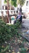 Ihlamur Fidanı 100-130 cm-Büyük Yapraklı-Kokulu-Çiçek Ihlamuru