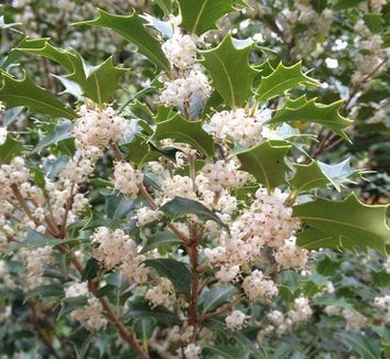 Osmanthus Heterophyllus 15-25 cm