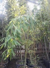 Bambu Bambusa Fidanı 130-180 cm