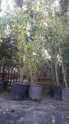 Bambu Bambusa Fidanı 130-180 cm