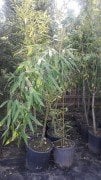Bambu Bambusa Fidanı 130-180 cm