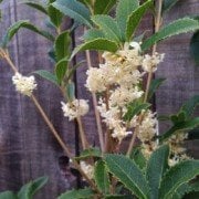 Osmanthus Heterophyllus 15-25 cm
