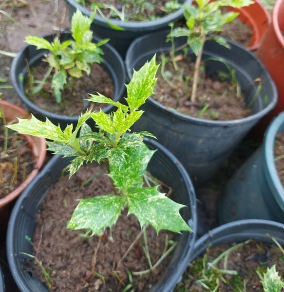 Osmanthus Heterophyllus 15-25 cm