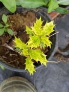 Osmanthus Heterophyllus 15-25 cm