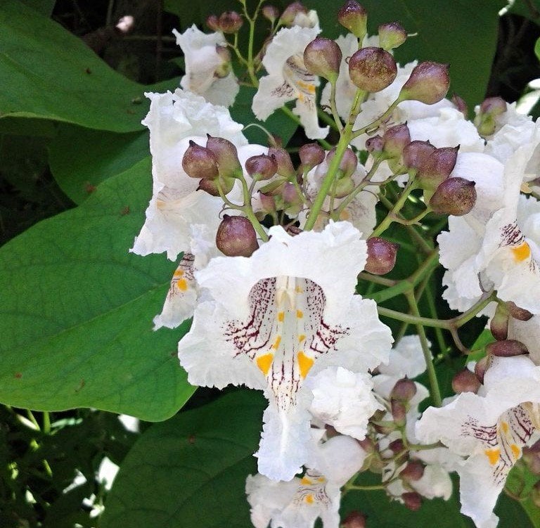 Katalpa Fidanı 20 cm