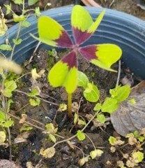Oxalis Deppei  (Pembe Çiçekli Süs Yoncası, Uyku Çiçeği)