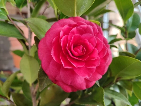 Camelia japonica Black lace ( Siyah dantel )
