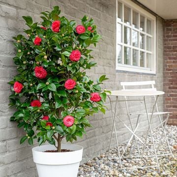 Camelia japonica Black lace ( Siyah dantel )