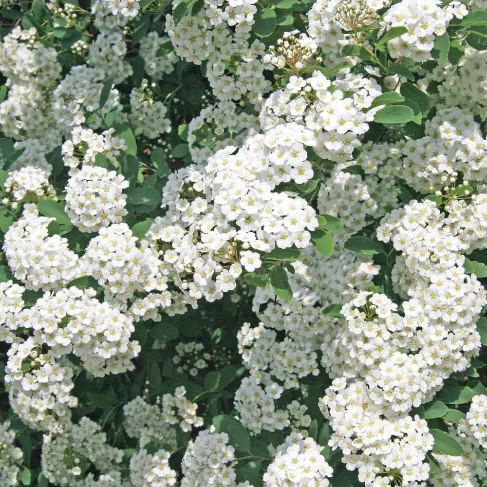 Keçi sakalı Fidanı 120-150 cm-Beyaz Kokulu