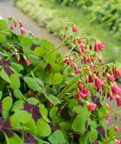 Oxalis Deppei  (Pembe Çiçekli Süs Yoncası, Uyku Çiçeği)