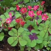 Oxalis Deppei  (Pembe Çiçekli Süs Yoncası, Uyku Çiçeği)