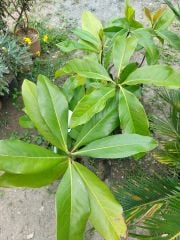 Manolya ( Beyaz Çiçekli ) 80 - 100 cm