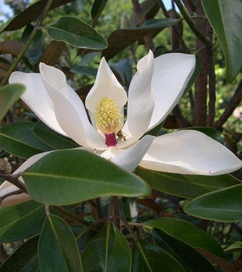 Manolya ( Beyaz Çiçekli ) 80 - 100 cm