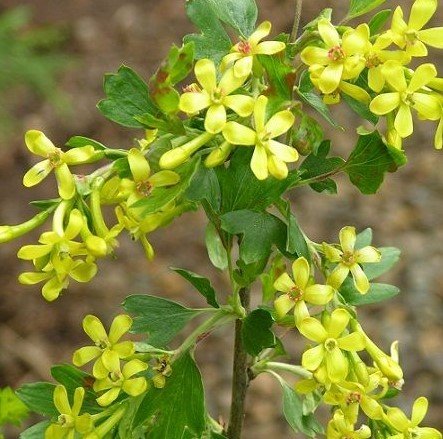 Sarı Çiçekli Siyah Meyveli Altın Frenk üzümü (Ribes Aureum)