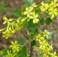 Sarı Çiçekli Siyah Meyveli Altın Frenk üzümü (Ribes Aureum)