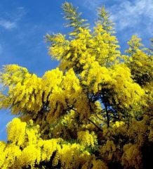 Mimoza Fidanı 80-100 cm