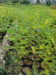 Mimoza Fidanı 80-100 cm