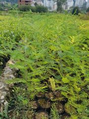 Mimoza Fidanı 80-100 cm