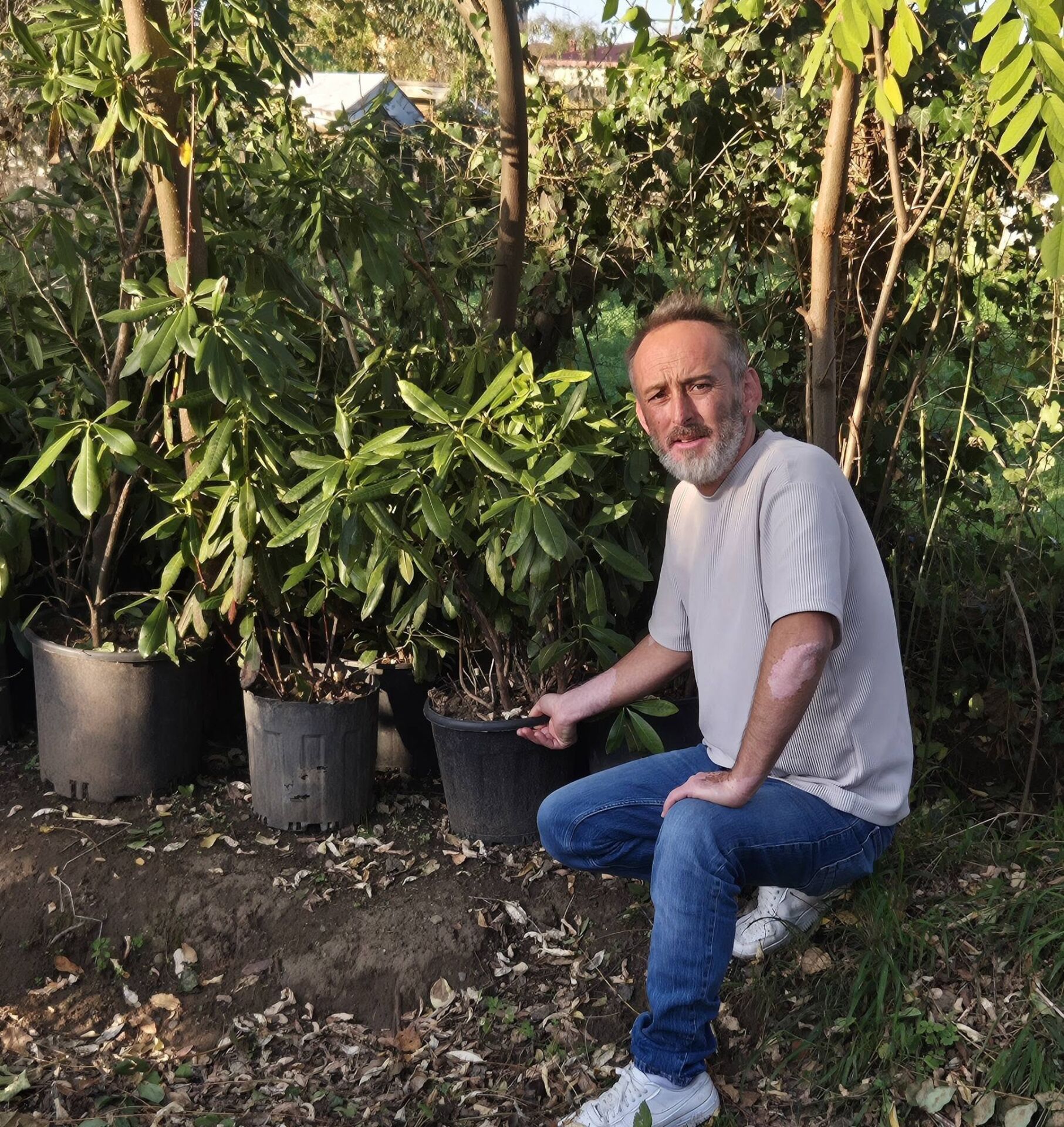 Orman Gülü ( Mor Çiçekli) 100 cm-10 Yaş-Anaç Bitki-Rootball