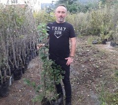 Bir Ağaçta İki Farklı Meyve Fidanı Armut ve Ayva Fidanı