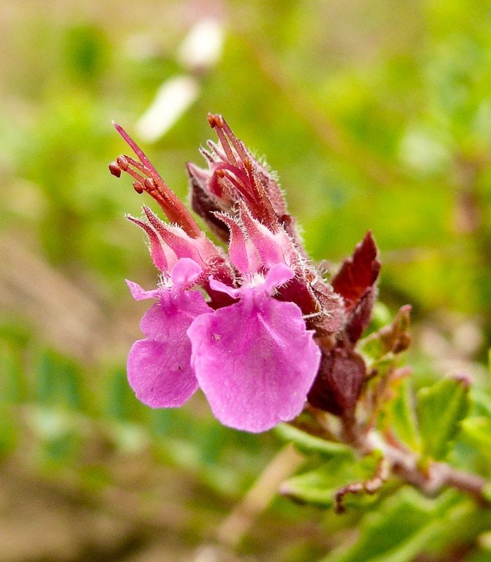 Teucrium Chamaedrys- Dalak Otu Fidanı