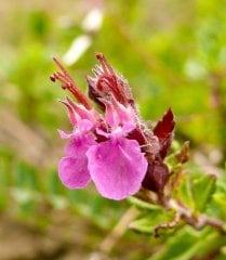 Teucrium Chamaedrys- Dalak Otu Fidanı