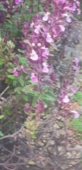 Teucrium Chamaedrys- Dalak Otu Fidanı