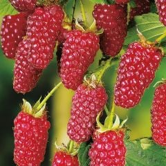 Tayberry Fidanı-40-50 cm