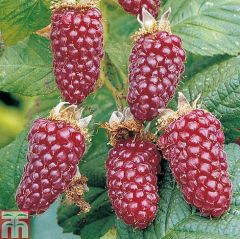Tayberry Fidanı-40-50 cm